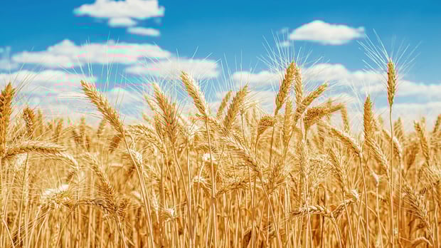  Wheat Field in Sun 