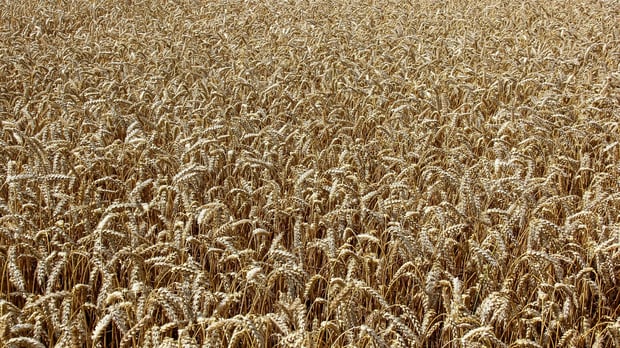  Field of Wheat 