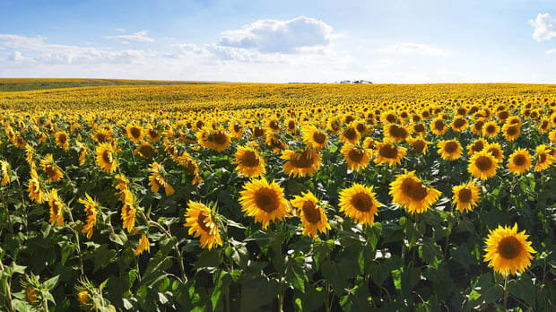  Sun Flower Field 