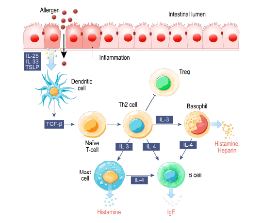 Mucosal Barrier or Skin