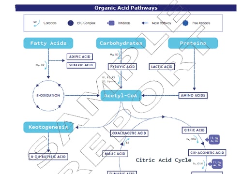 Nutristat Basic 2